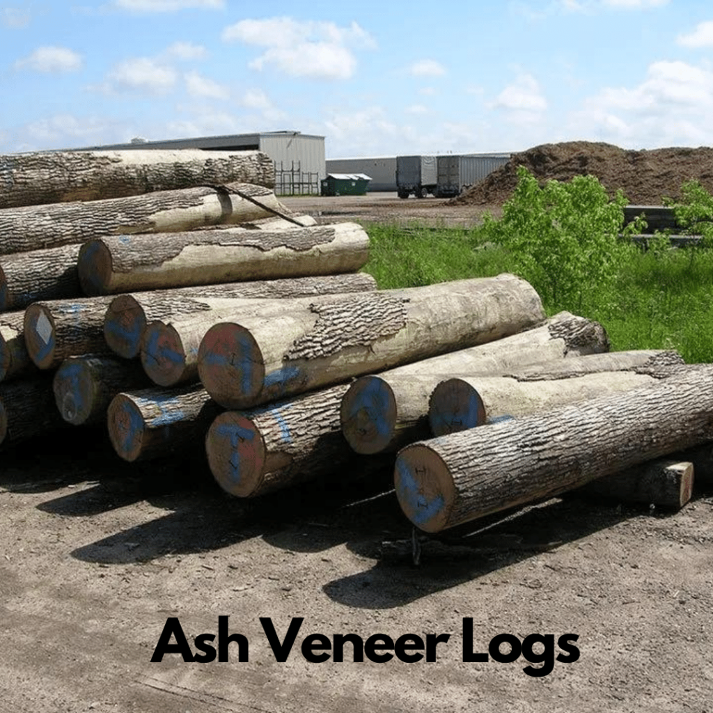 Ash Logs 3