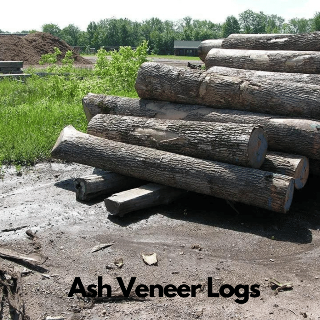 Ash Logs 4