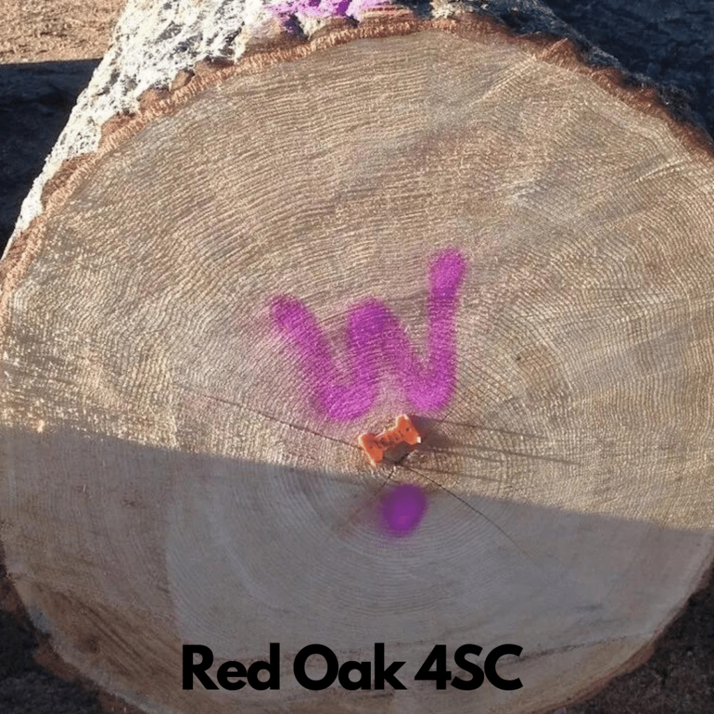 Red Oak Logs 6