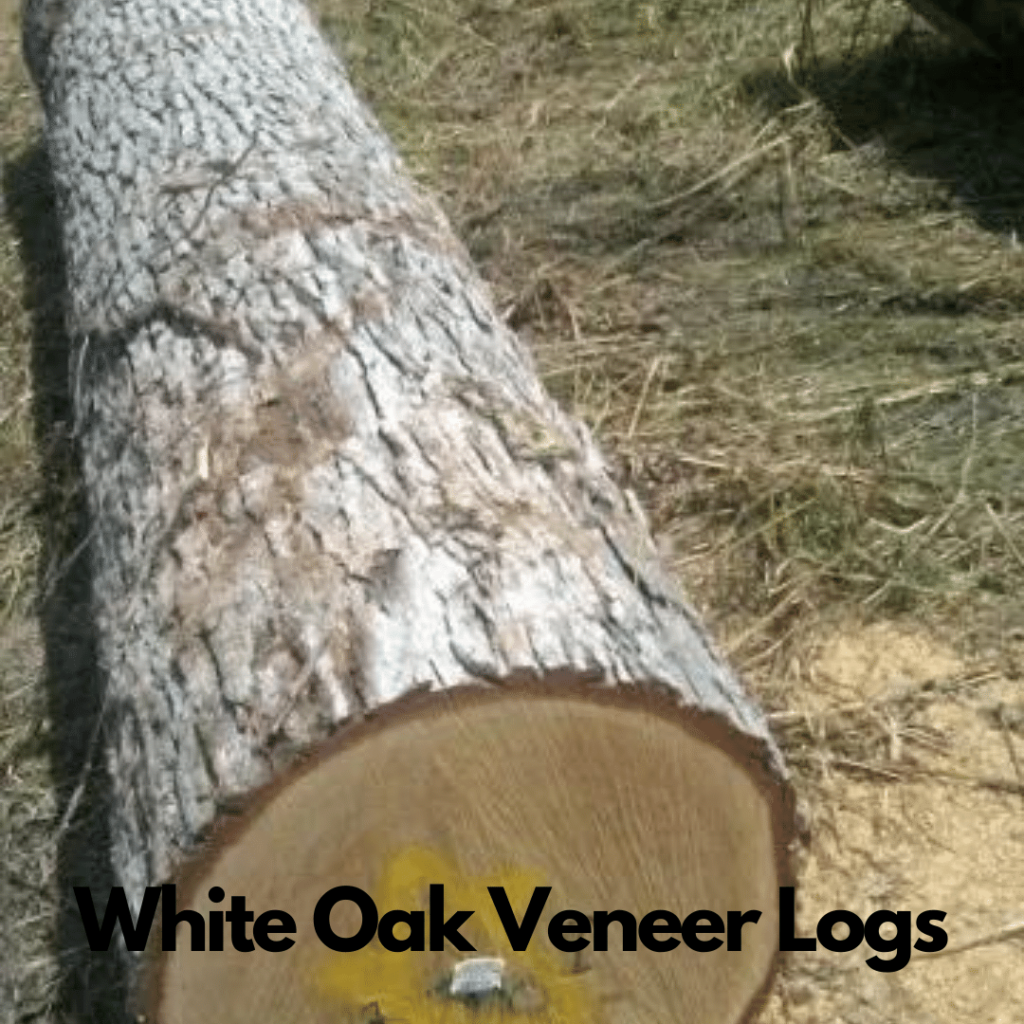 White Oak Logs 3