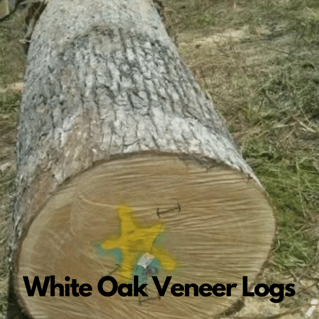 White Oak Logs 4