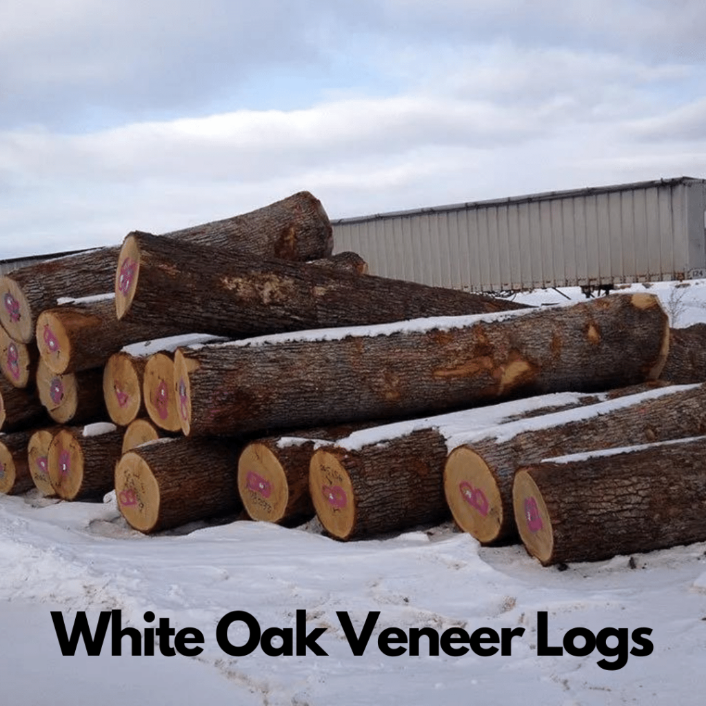 White Oak Logs 5