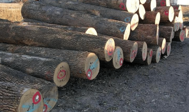 Cross-section of a raw ash log showing grain and heartwood