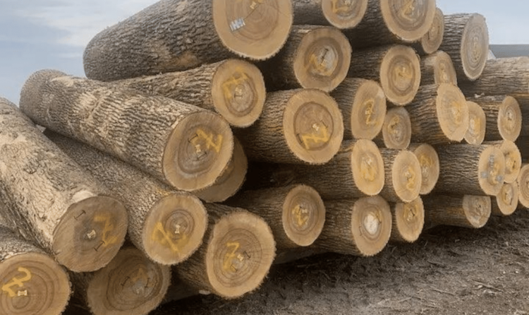 Ash wood logs