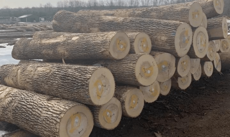 Ash Wood Logs
