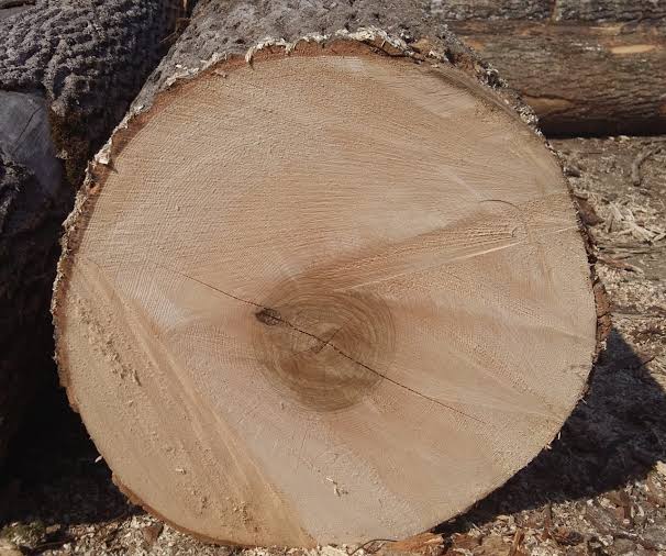 Cross-section of a kiln-dried ash wood log showing the grain
