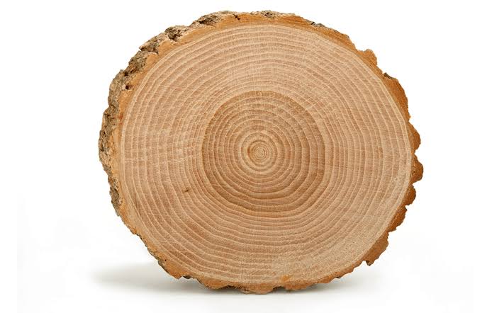 Cross-section of a kiln-dried white oak log showing tight grain