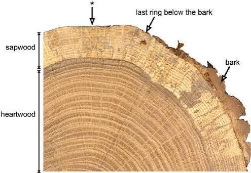 Cross-section of a raw white oak log showing tight grain and heartwood