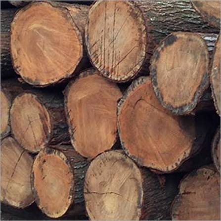 Cross-section of a kiln-dried pine wood log showing the grain