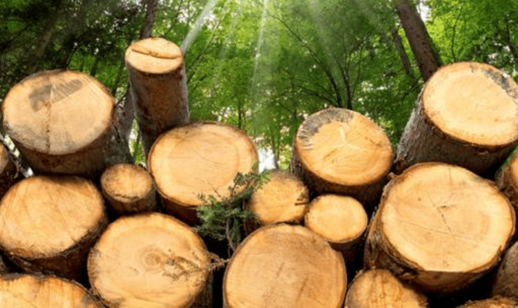 Pine wood logs