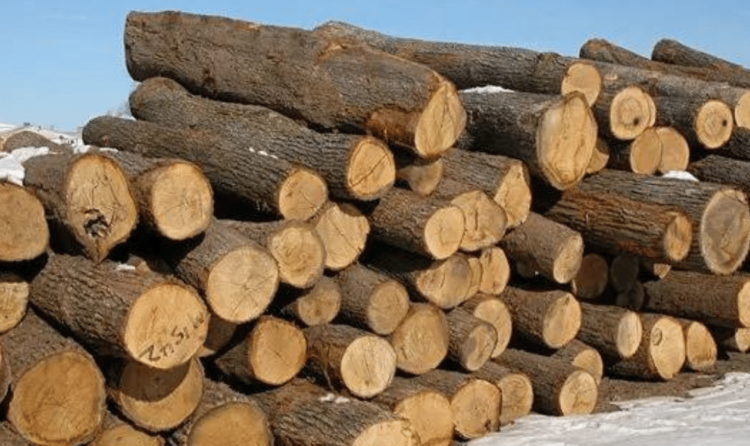 White oak logs