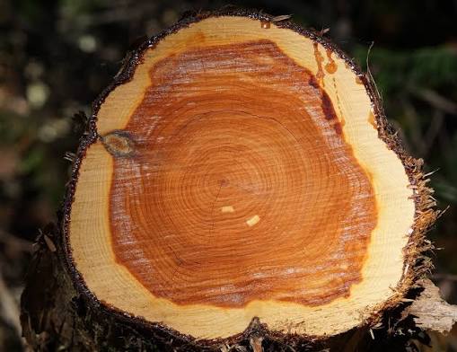 Cross-section of a raw pine log showing grain and heartwood