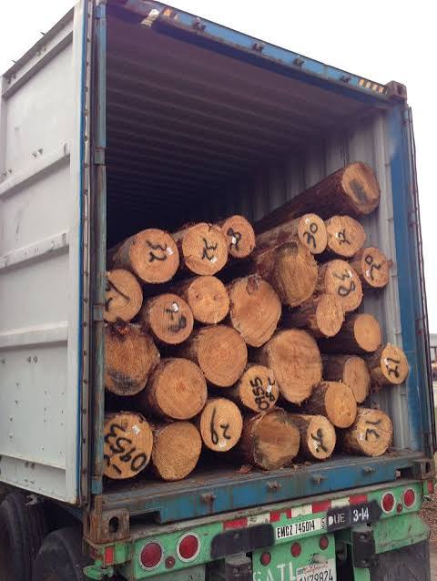 Pine logs being loaded into a shipping container, export-ready